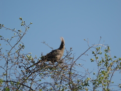 Corythaixoides concolor
