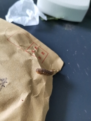 Lepidoptera