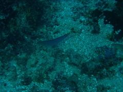 Hologymnosus doliatus