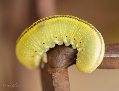 Cimbex femoratus