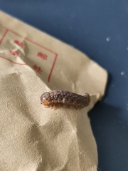 Lepidoptera