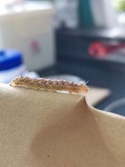 Lepidoptera