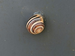 Cepaea nemoralis
