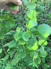 Rhamnus cathartica