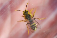 Nomada fucata