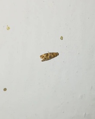 Lobesia aeolopa