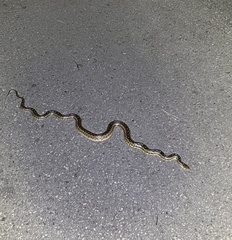 Pituophis catenifer