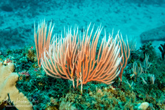 Sphaerokodisis australis