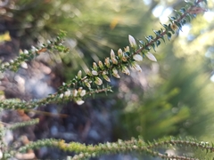 Ericaceae