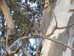 Manorina melanocephala
