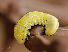 Cimbex femoratus