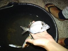 Diplodus vulgaris