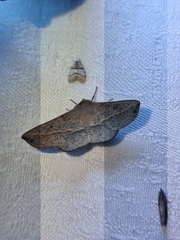 Antictenia punctunculus