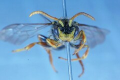 Nomada fucata