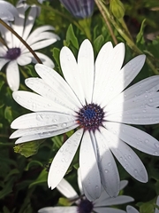 Dimorphotheca