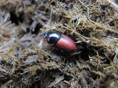 Rhodaphodius foetens