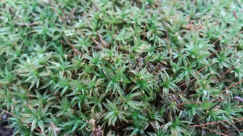 katarínka vlnkatá (Atrichum undulatum)
