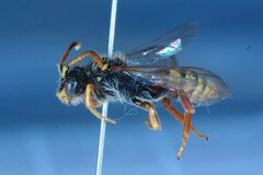 Nomada fucata
