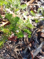 Ericaceae