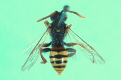 Nomada fucata