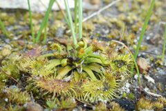 Drosera