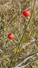 Osyris alba