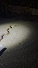 Pituophis catenifer