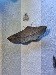 Antictenia punctunculus