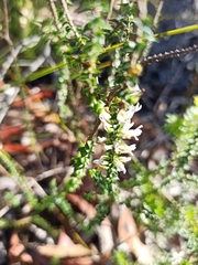 Ericaceae