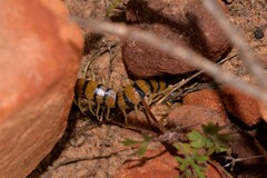 Scolopendra morsitans