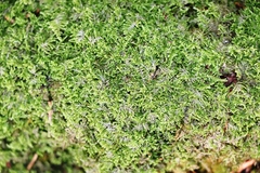 Ctenidium molluscum