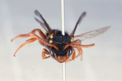 Nomada fucata