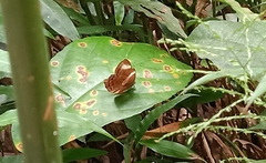 Abisara saturata