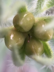 Lithospermum ruderale