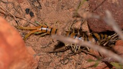 Scolopendra morsitans