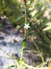 Ericaceae