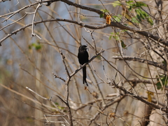 Lanius melanoleucus