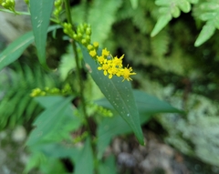 Solidago arguta