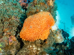 Botrylloides violaceus