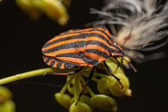Graphosoma italicum italicum