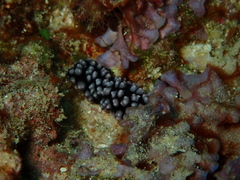 Phyllidiella pustulosa