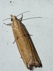 Bactra