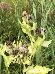 Cirsium oleraceum