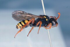 Nomada fucata