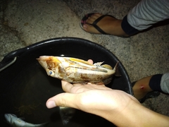 Chelidonichthys lucerna