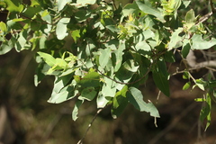 Angophora floribunda
