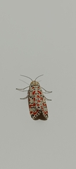 Utetheisa pulchella