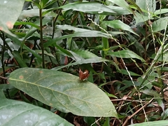Abisara saturata