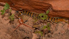 Scolopendra morsitans
