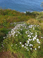 Dimorphotheca